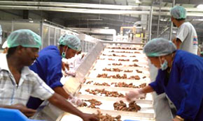 Dried Ginger Sorting